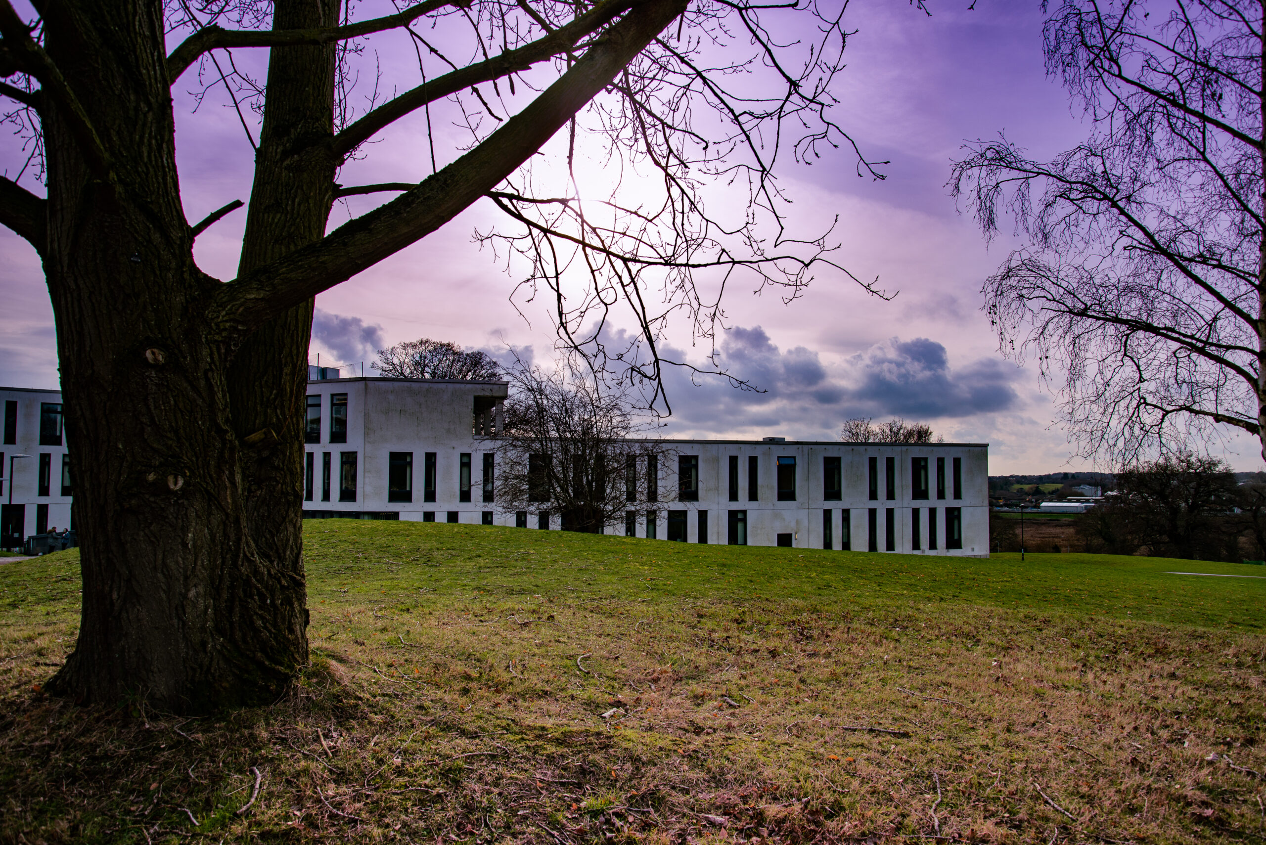 A large tree with building in background